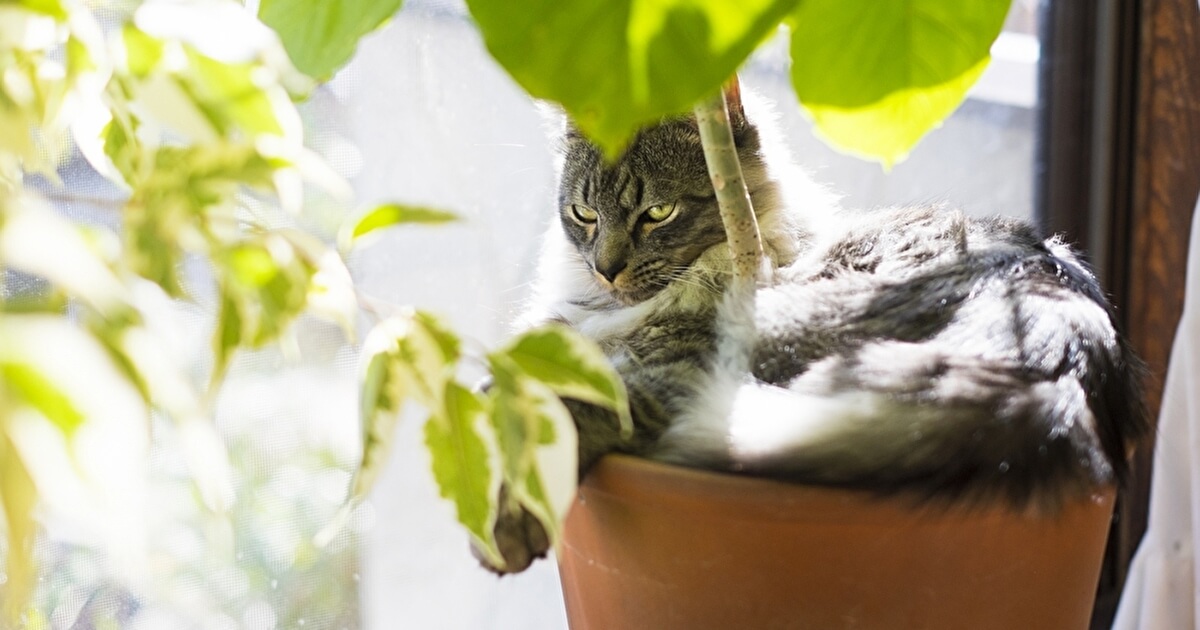 猫と観葉植物