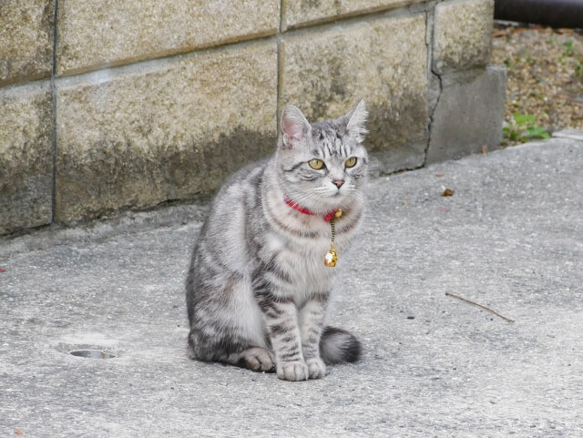 迷子ねこ