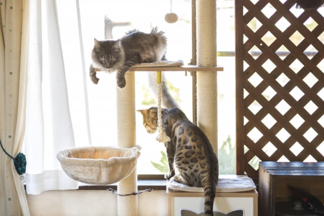 キャットタワーで遊ぶ猫