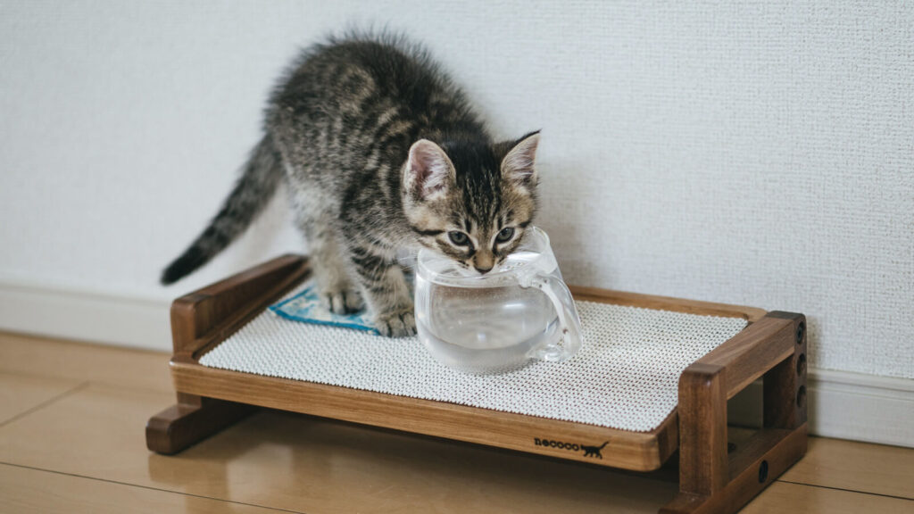 水を飲む猫