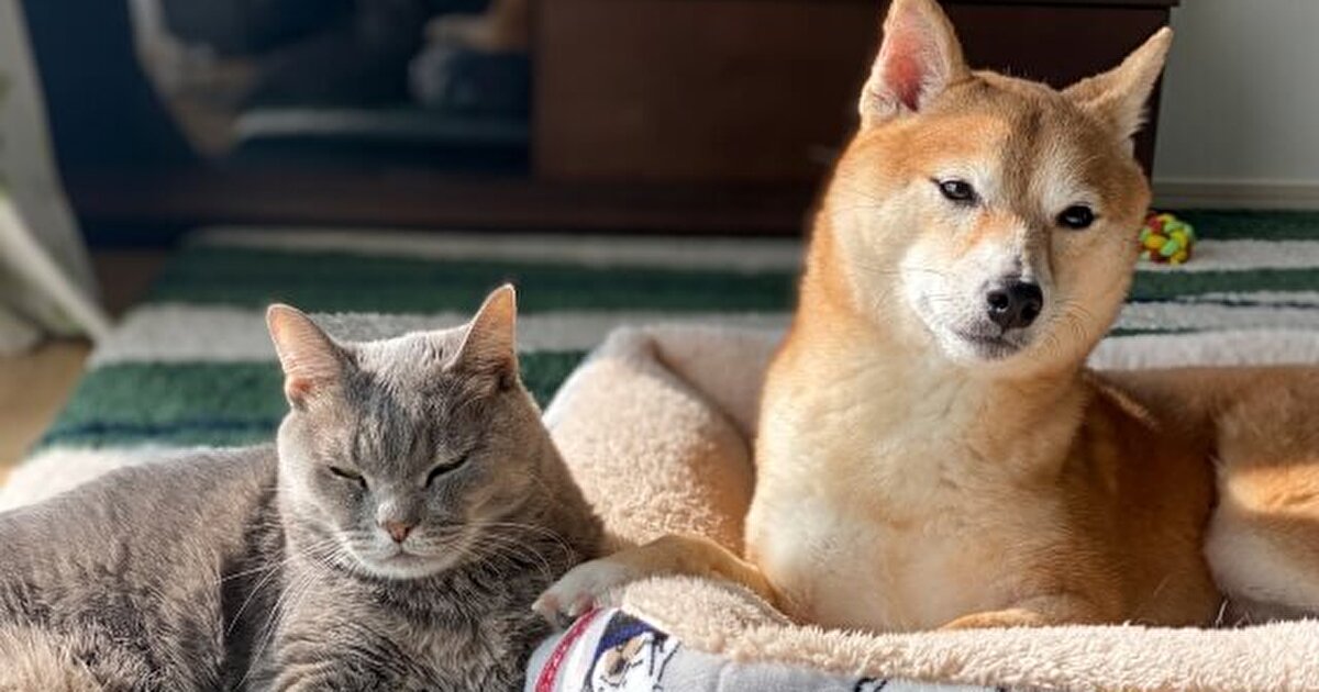 犬と猫