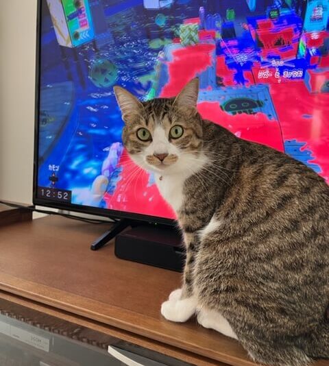 テレビと猫