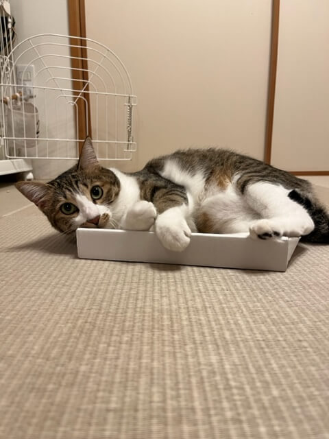 箱に入る猫