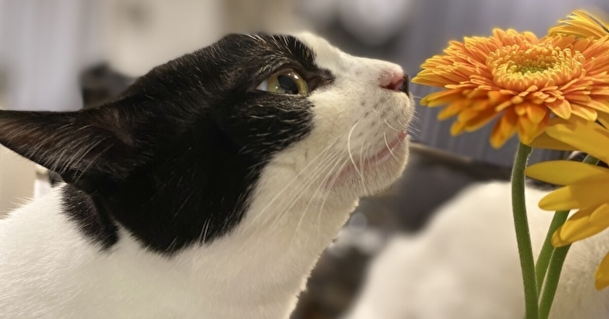 猫と花