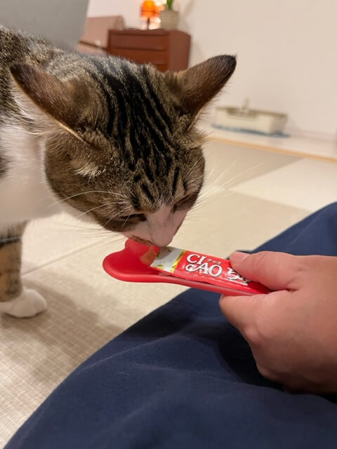 おやつを食べる猫